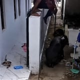Viral Diseruduk Babi Hutan yang Mengamuk, Warga di Kuningan Tersungkur hingga Celana Robek