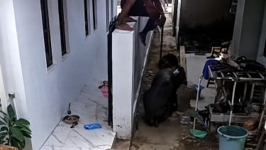 Viral Diseruduk Babi Hutan yang Mengamuk, Warga di Kuningan Tersungkur hingga Celana Robek