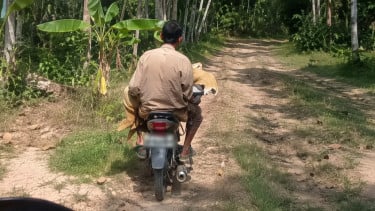 Viral Jenazah Bocah 8 Tahun Dibawa Pakai Motor di Pandeglang, Lewati Jalan Rusak