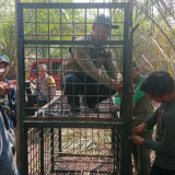Kemenhut Tangani Konflik Beruang Madu di Riau, Keselamatan Warga Jadi Prioritas