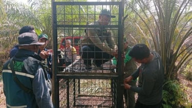 Kemenhut Tangani Konflik Beruang Madu di Riau, Keselamatan Warga Jadi Prioritas
