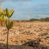 Penanaman 10.000 Mangrove Digelar di Kawasan Konservasi Simbar Segara Bali