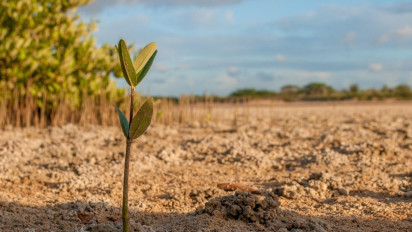 Penanaman 10.000 Mangrove Digelar di Kawasan Konservasi Simbar Segara Bali