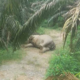 Tergeletak di Perkebunan Sawit, Gajah Sumatra Ditemukan Mati