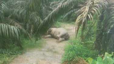 Tergeletak di Perkebunan Sawit, Gajah Sumatra Ditemukan Mati