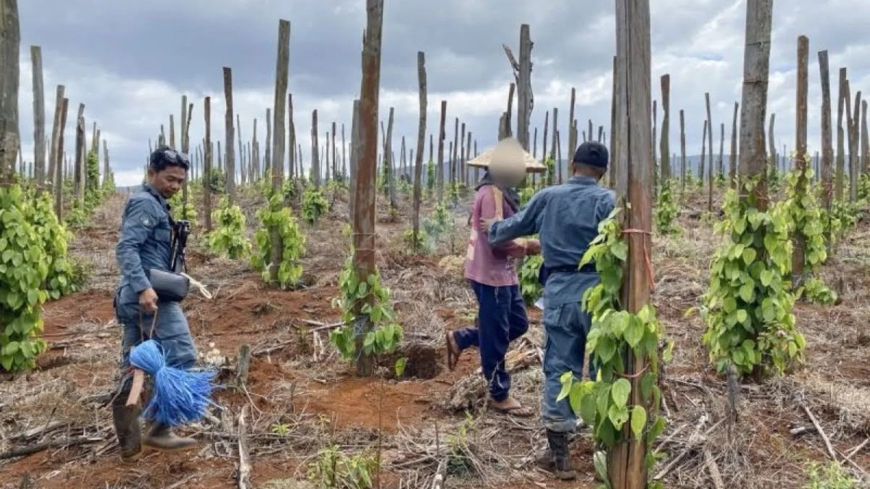 Kemenhut Bongkar Modus Jual Beli Kawasan Hutan Lindung di Luwu Timur, 3 Pelaku Ditangkap
            - galeri foto