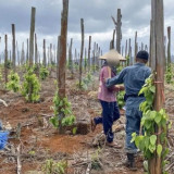 Kemenhut Bongkar Modus Jual Beli Kawasan Hutan Lindung di Luwu Timur, 3 Pelaku Ditangkap