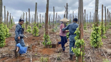 Kemenhut Bongkar Modus Jual Beli Kawasan Hutan Lindung di Luwu Timur, 3 Pelaku Ditangkap