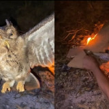 Satwa Langka Burung Hantu Dibakar Hidup-hidup Viral di Media Sosial, Publik Figur Angkat Bicara