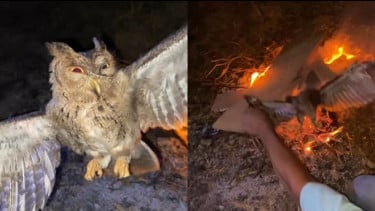 Satwa Langka Burung Hantu Dibakar Hidup-hidup Viral di Media Sosial, Publik Figur Angkat Bicara