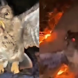 Viral! Tiga Pria di NTT Siksa hingga Bakar Burung Hantu Hidup-hidup, Terpengaruh Mitos Pembawa Sial?