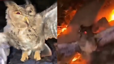 Viral! Tiga Pria di NTT Siksa hingga Bakar Burung Hantu Hidup-hidup, Terpengaruh Mitos Pembawa Sial?