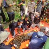 Dibantu Warga, Kemenhut Berhasil Tangkap Harimau Sumatera Dekat Sekolah di Agam
