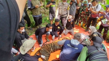 Dibantu Warga, Kemenhut Berhasil Tangkap Harimau Sumatera Dekat Sekolah di Agam