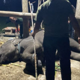 Kemenhut Ungkap Penyebab Kematian Gajah Yuna di Aceh
