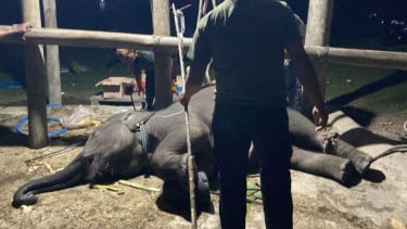Kemenhut Ungkap Penyebab Kematian Gajah Yuna di Aceh