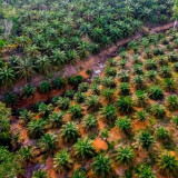 Ahli Sebut Percepatan Program Peremajaan Sawit Rakyat Jadi Kunci Peningkatan Produktivitas Industri Sawit Nasional