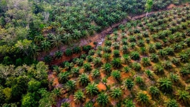 Ahli Sebut Percepatan Program Peremajaan Sawit Rakyat Jadi Kunci Peningkatan Produktivitas Industri Sawit Nasional