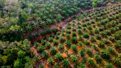 Ahli Sebut Percepatan Program Peremajaan Sawit Rakyat Jadi Kunci Peningkatan Produktivitas Industri Sawit Nasional