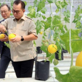 Presiden Prabowo Mulai Proyek Giant Sea Wall, BRIN Siapkan Teknologi Armor Units