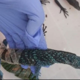 Kemenhut Gagalkan Penyelundupan 8 Biawak ke Seoul, WN Korea Jadi Tersangka