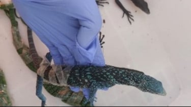 Kemenhut Gagalkan Penyelundupan 8 Biawak ke Seoul, WN Korea Jadi Tersangka