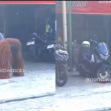 Geger! Orang Utan Lepas dari Kebun Binatang di Solo, Sempat Masuk Rumah Makan hingga Rusak Motor