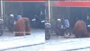Geger! Orang Utan Lepas dari Kebun Binatang di Solo, Sempat Masuk Rumah Makan hingga Rusak Motor