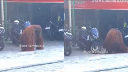 Geger! Orang Utan Lepas dari Kebun Binatang di Solo, Sempat Masuk Rumah Makan hingga Rusak Motor