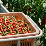 Teknologi Bikin Panen Cabai Rawit Naik 15 Persen, Begini Cara Pertanian Modern Mengubah Cara Petani Bekerja