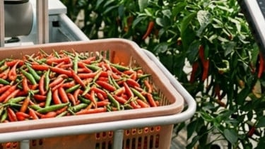 Teknologi Bikin Panen Cabai Rawit Naik 15 Persen, Begini Cara Pertanian Modern Mengubah Cara Petani Bekerja
