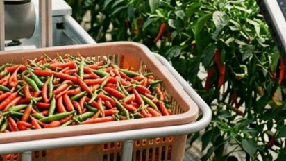Teknologi Bikin Panen Cabai Rawit Naik 15 Persen, Begini Cara Pertanian Modern Mengubah Cara Petani Bekerja