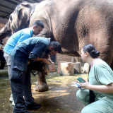 Persiapan Bandung Zoo, Faunaland Gandeng India untuk Perkuat Kelola Satwa