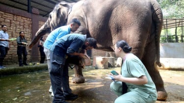 Persiapan Bandung Zoo, Faunaland Gandeng India untuk Perkuat Kelola Satwa