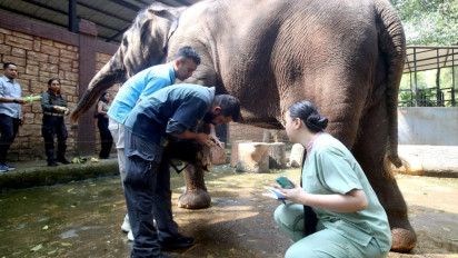 Persiapan Bandung Zoo, Faunaland Gandeng India untuk Perkuat Kelola Satwa