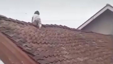 Bak Spider-Man, Balita 2 Tahun di Wonosobo Merayap hingga Duduk Santai di Atap Rumah, Warga Histeris