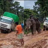 Viral! Video Seekor Gajah Tarik Truk Bermuatan dari Kubangan Lumpur, Netizen Bereaksi Keras