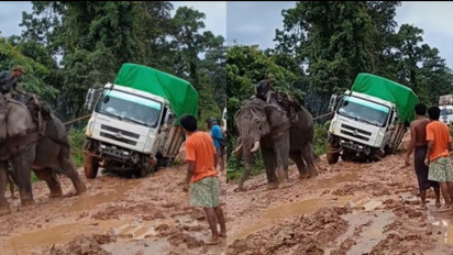 Viral! Video Seekor Gajah Tarik Truk Bermuatan dari Kubangan Lumpur, Netizen Bereaksi Keras