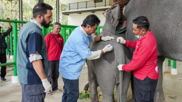 Indonesia dan Vantara Luncurkan Kemitraan Besar untuk Kesehatan Satwa Liar dan Konservasi