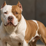 Ini Kondisi Anjing Pitbull yang Serang Bocah 9 Tahun di Bandung