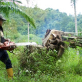 TNGL Musnahkan 300 Pohon Sawit Ilegal di Rembawaren Bahorok, Kembalikan 2-3 Hektare Hutan Leuser