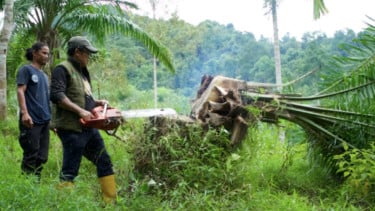 TNGL Musnahkan 300 Pohon Sawit Ilegal di Rembawaren Bahorok, Kembalikan 2-3 Hektare Hutan Leuser