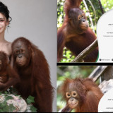 Lagi Ramai Adopsi Orang Utan Online di Kalimantan, Ternyata Begini Cara dan Manfaatnya