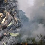 Demi Melindungi Telurnya, Seekor Induk Ular Mati Terbakar di Tengah Karhutla Kalimantan