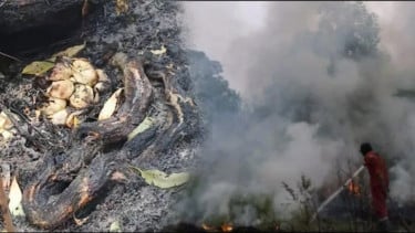 Demi Melindungi Telurnya, Seekor Induk Ular Mati Terbakar di Tengah Karhutla Kalimantan