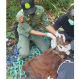 Mitigasi Risiko Kemarau, Kemenhut Selamatkan dan Translokasikan Orangutan di Kalimantan Barat