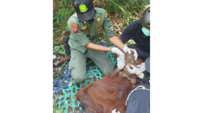 Mitigasi Risiko Kemarau, Kemenhut Selamatkan dan Translokasikan Orangutan di Kalimantan Barat