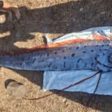 Viral Ikan Kiamat Oarfish 4 Meter Ditemukan Mati Terdampar di Pantai Pink Lombok, Dikaitkan Mitos Pertanda Gempa