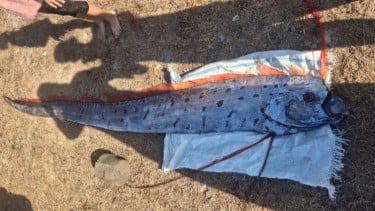 Viral Ikan Kiamat Oarfish 4 Meter Ditemukan Mati Terdampar di Pantai Pink Lombok, Dikaitkan Mitos Pertanda Gempa
