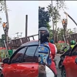 Viral, Pekerja Penebang Pohon di Depok Terluka Parah Setelah Batang yang Ditebang Terpental